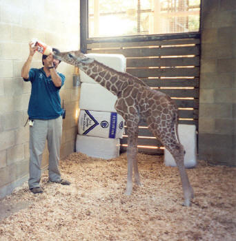 Детёнышу жирафа просто необходимо внимание ветиранара